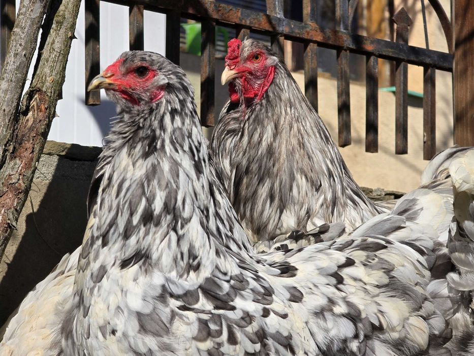 Продавам разплодни яйца от Сплаш Брама [Splash Brahma]