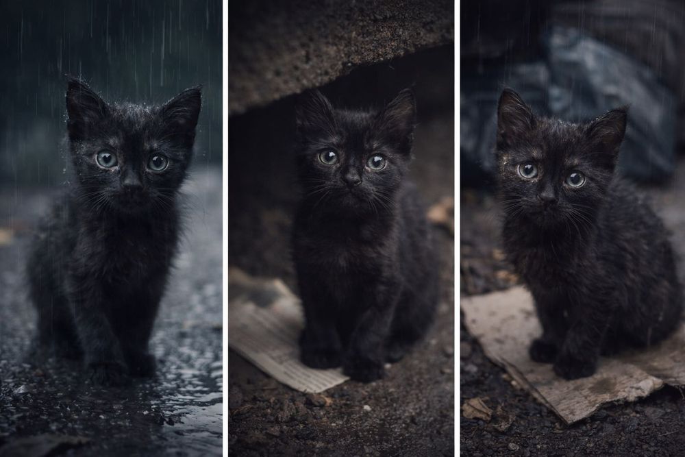 Котенок в добрые руки