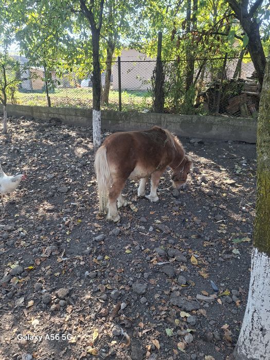 Ponei de vanzare