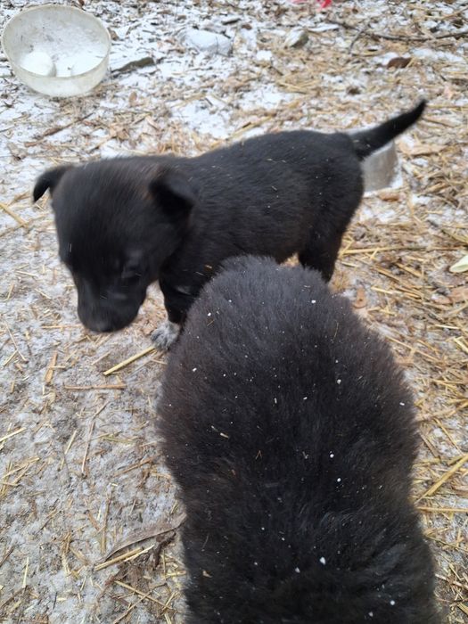 Очень очень ищут  дом