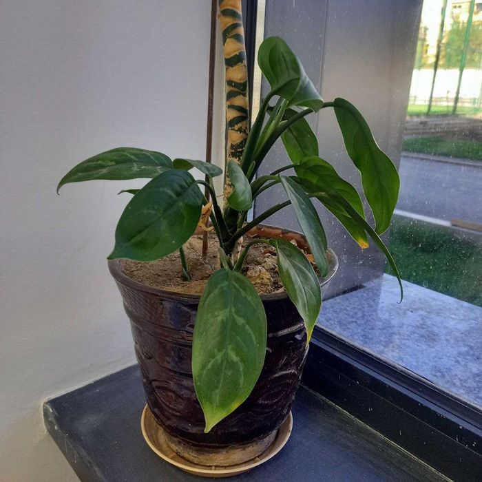 Комнатное растение Аглаонема