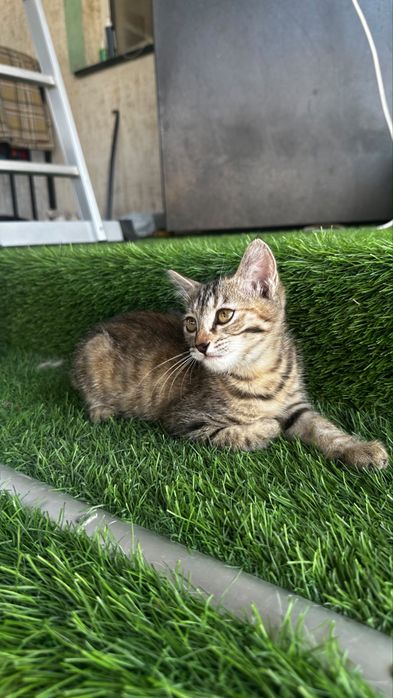 Вислоухие котята - бесплатно