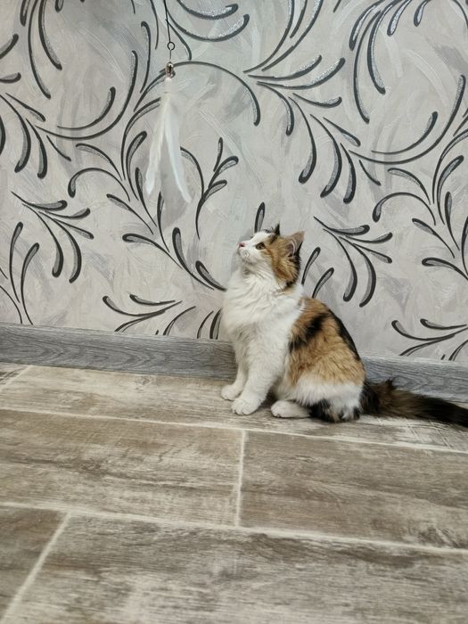 Пристраивается девочка в добрые ручки