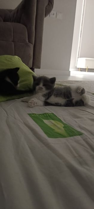 Срочно продам очень милый котёнок