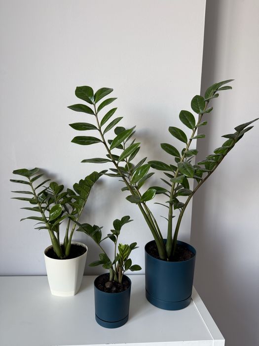 Продаю Замиакулькас (Долларовое дерево)