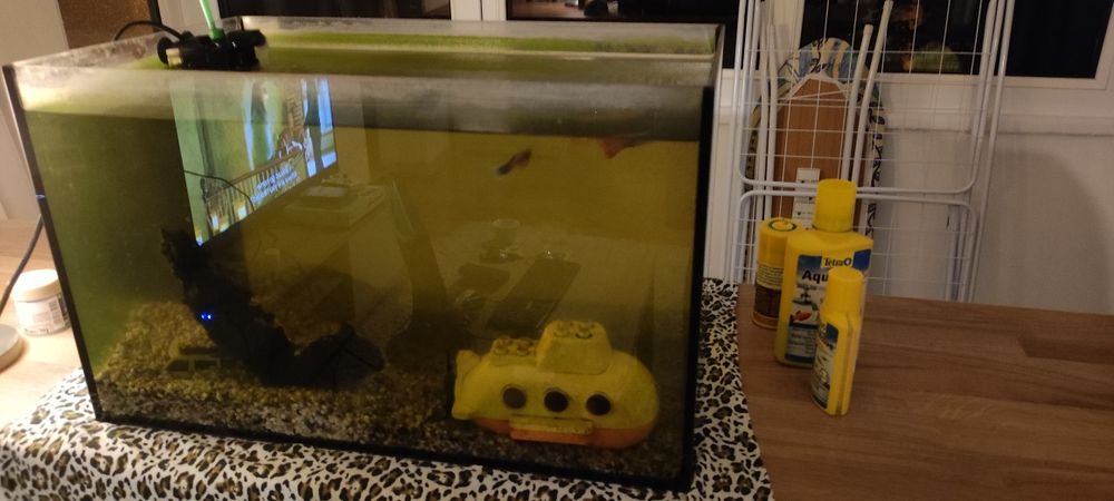 Acvariu pesti kit complet + 4 pesti exotici