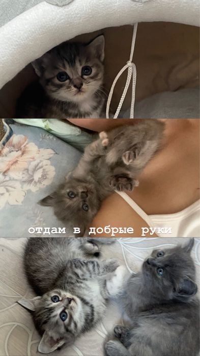 Котята в добрые руки