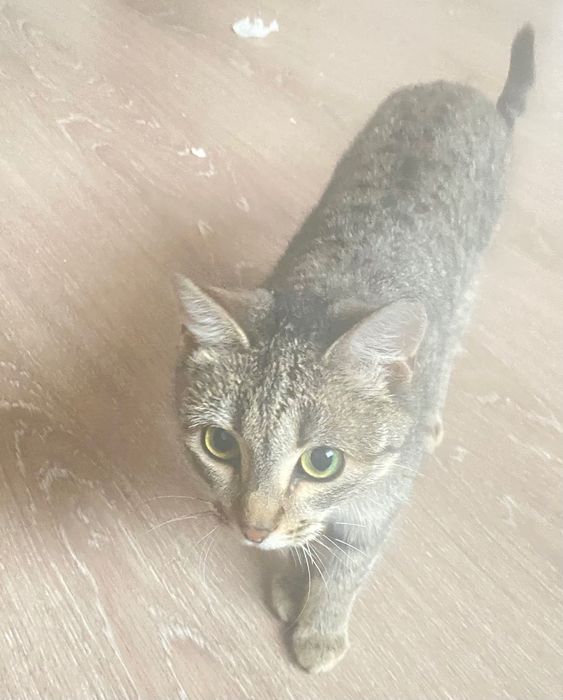 молодую кошечка ищет   добрых хозяев