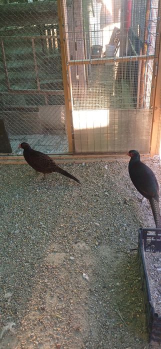 Pereche fazan tenebros