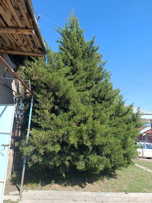 Dekarativ archa  6metr