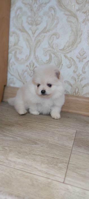 Шпицы  щенки в наличии