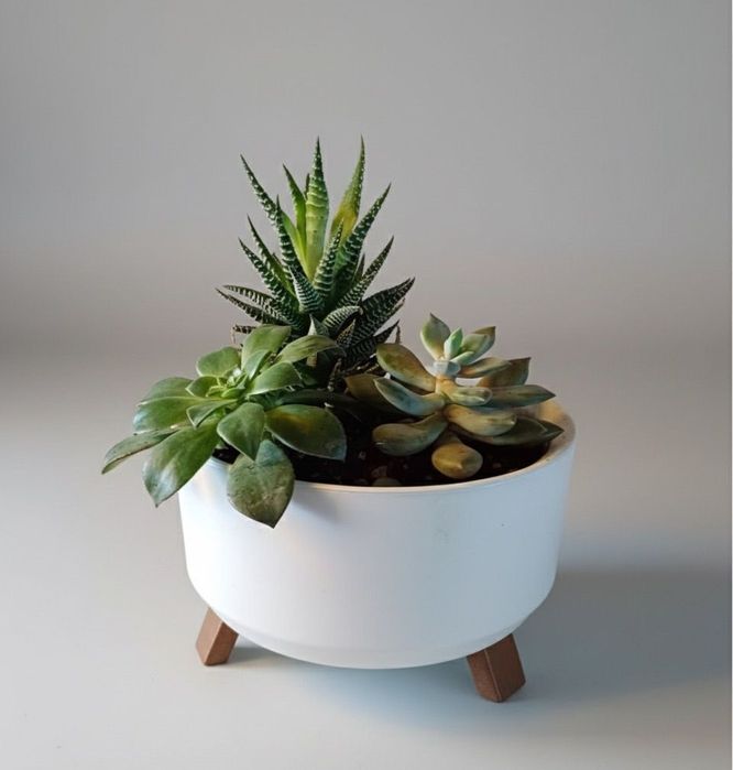 Цветы в горшках Суккуленты