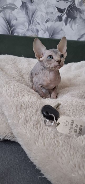 Канадский сфинкс