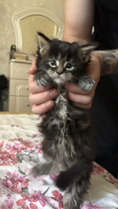 Котенок мейн кун девочка 30к