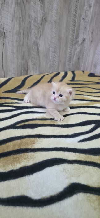 Шотландские вислоухие.