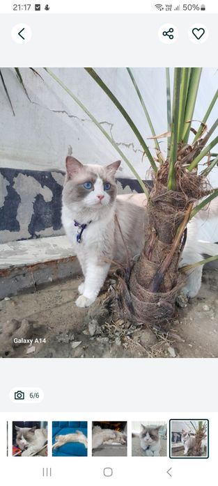 Продаётся  Регдолл кот!!!