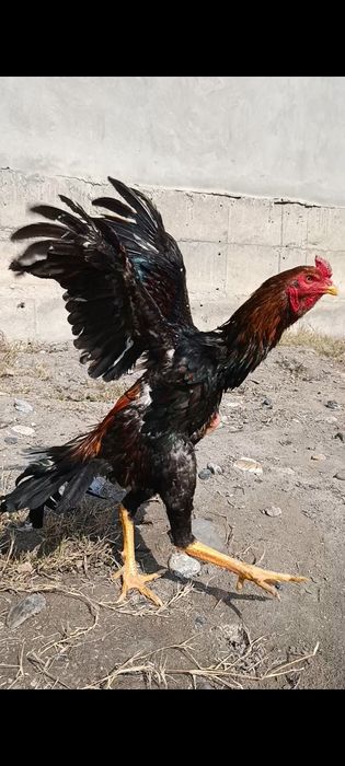 Jo'ja sotiladi. Sentyabrda chiqgan