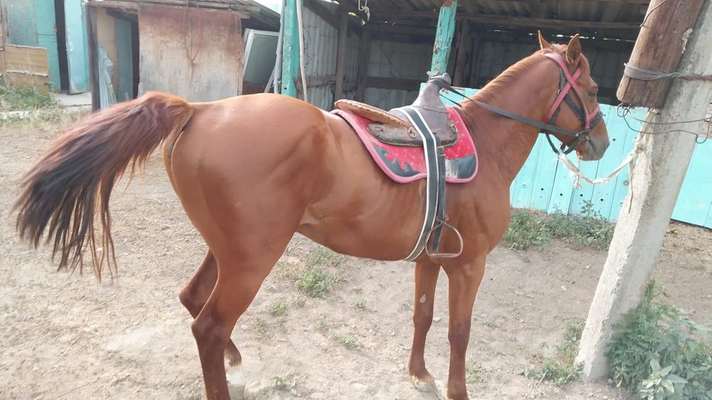 Бәйгеге шабатын Айғыр