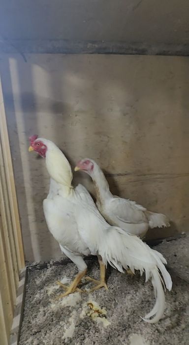 Шамо  тухумлари сотилади.