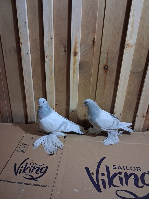Голуби игровые летные