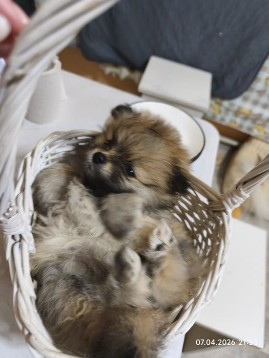 Продам щенков шпица