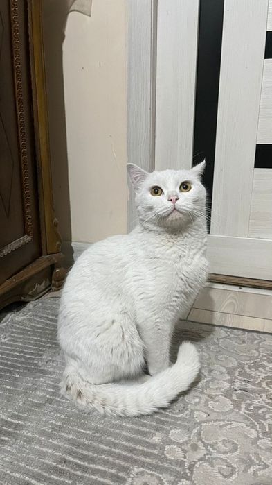 Отдадим в хорошие руки кота и котенка