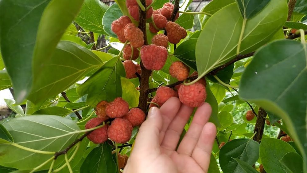 Кудрания кулпунай дарахти привитий тиконсиз