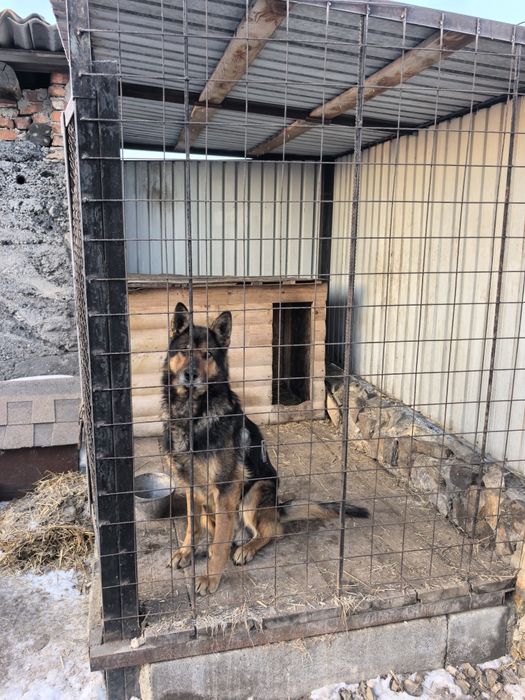 Хорошая овчарка.