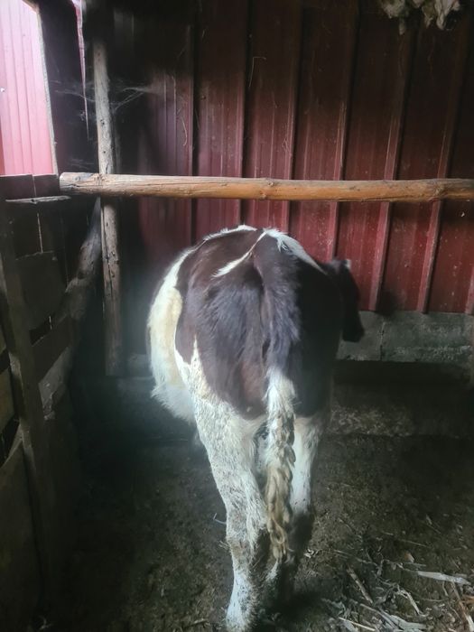Vând 2 vițele de 5 luni
