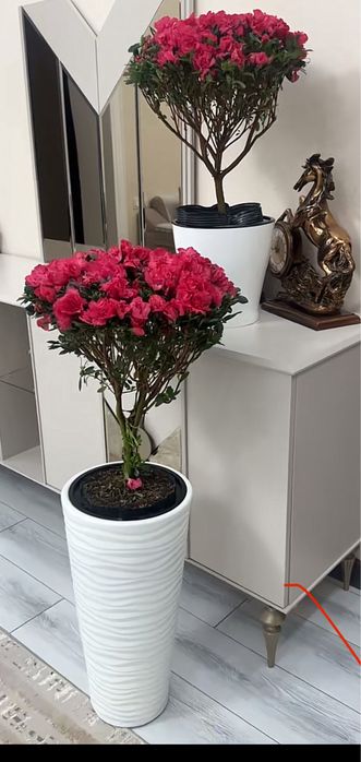 Азалия шымкент и киндер бокс