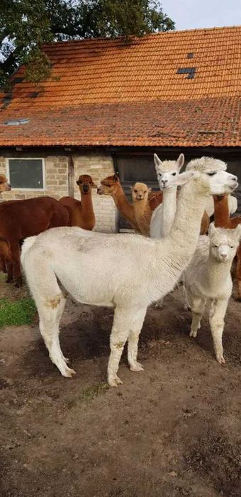 Vând Alpaca femele și masculi tinere și mature
