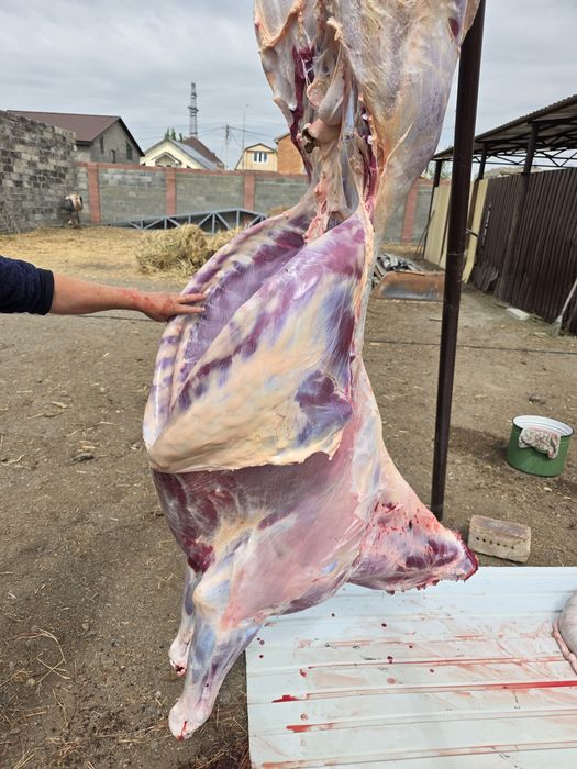 Годовички на мясо жеребчики