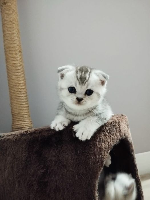 Котята Scottish Fold & Straight