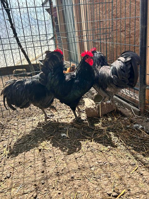 Cocoși tineri diferite rase