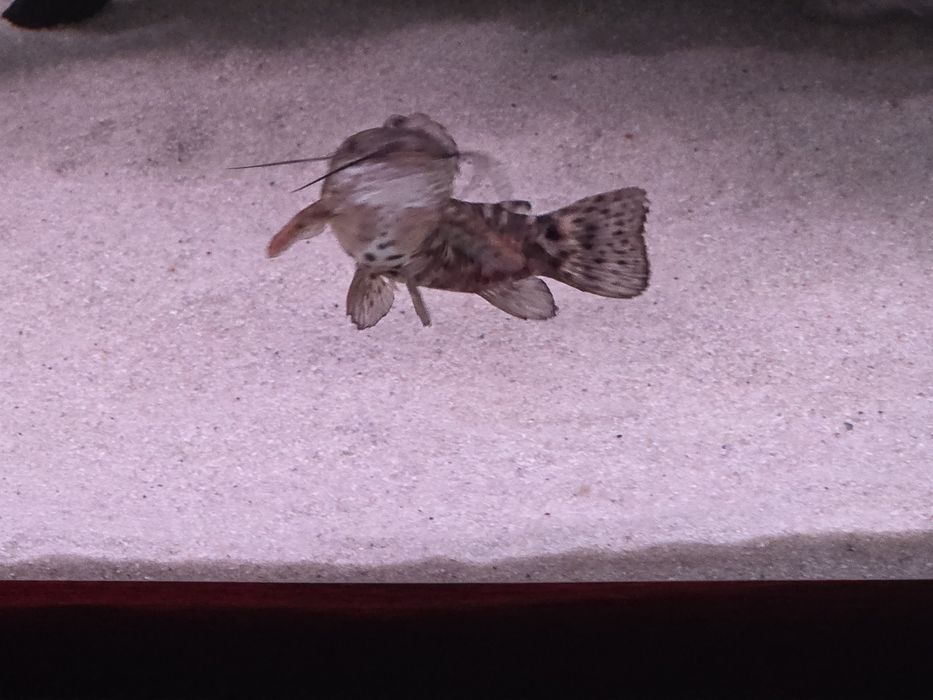 Сомики Таракатум 2шт.