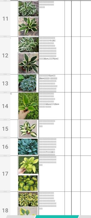 Хоста гуллар тувакларда сотувда