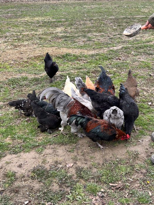 Үй тауықтары сатылады