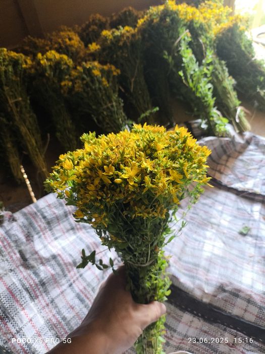 Продаются травы банные веники