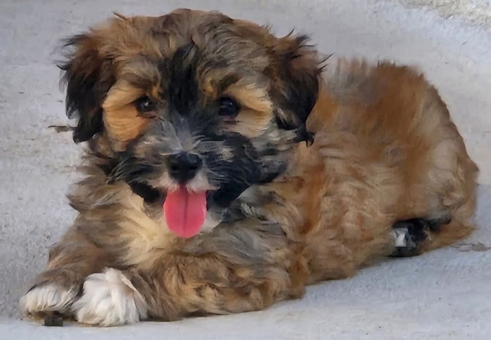 Bichon havanez 500 lei