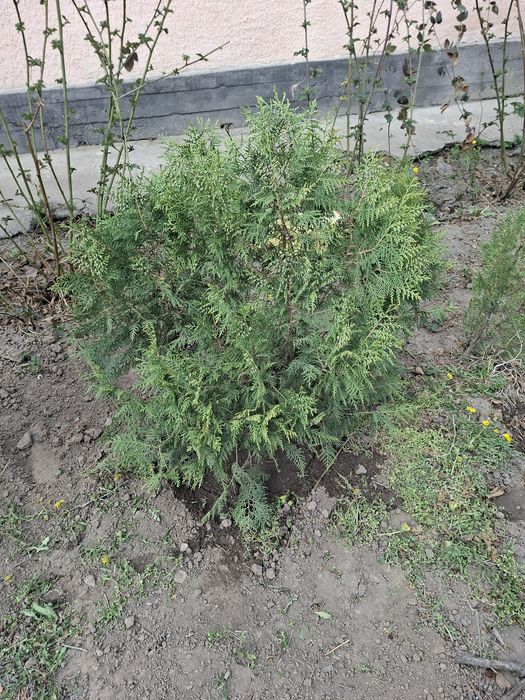 Продам туи туи .