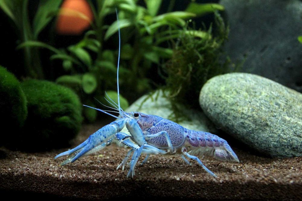Аквариумные раки