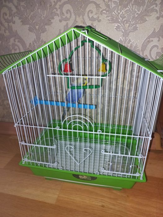 Попугай с клеткой