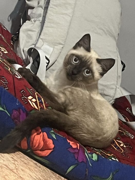 кошечка, 4 месяца. в хорошие руки