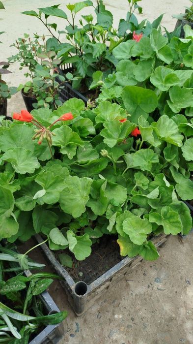 Geran gullar bor atirgul kuchati bor payvand qilingan