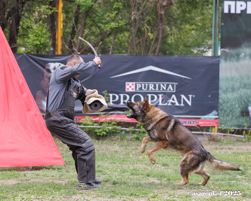 Немецкая овчарка РР