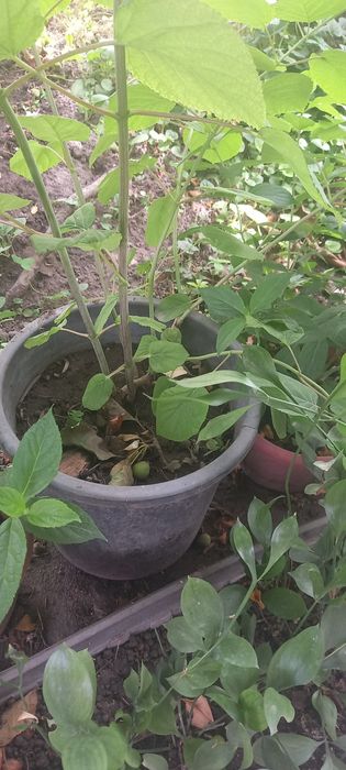 Прлдам гортензии