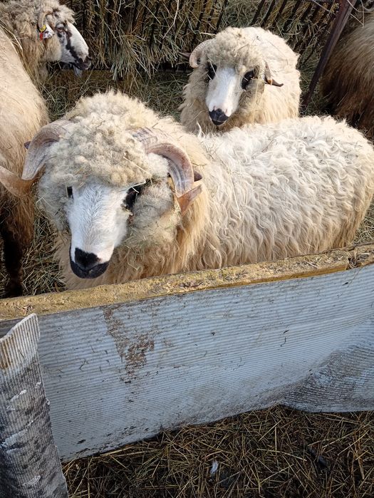 Vând berbec  de aproape un an