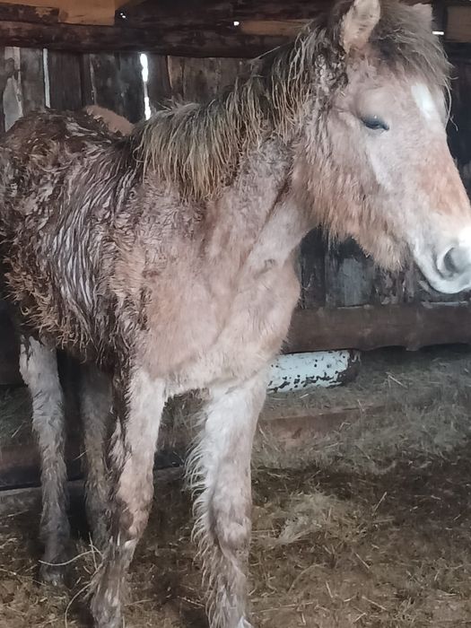 Продам тай мальчик