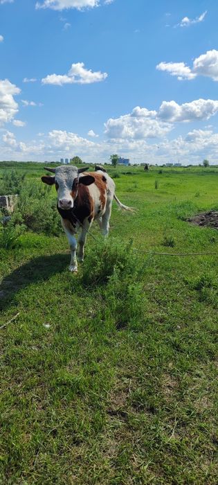 Продам или Обмен