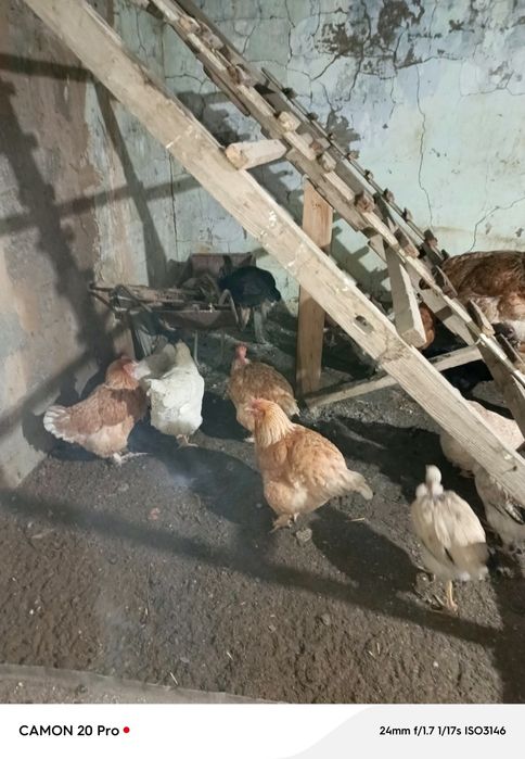 Тауықтар сатылады